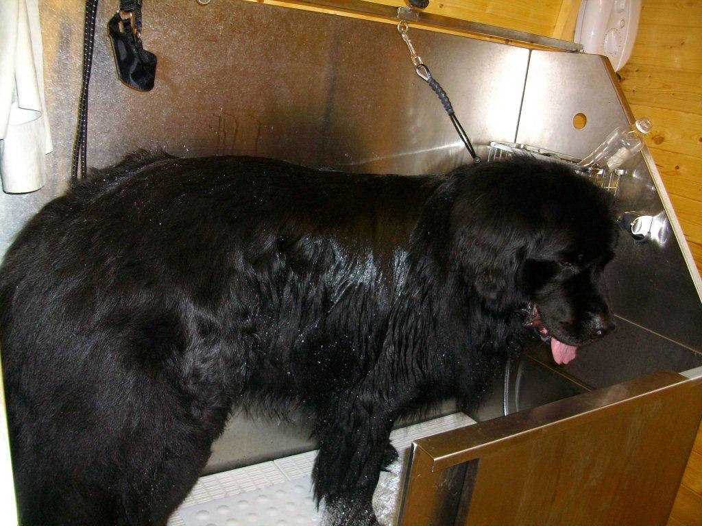 Grooming