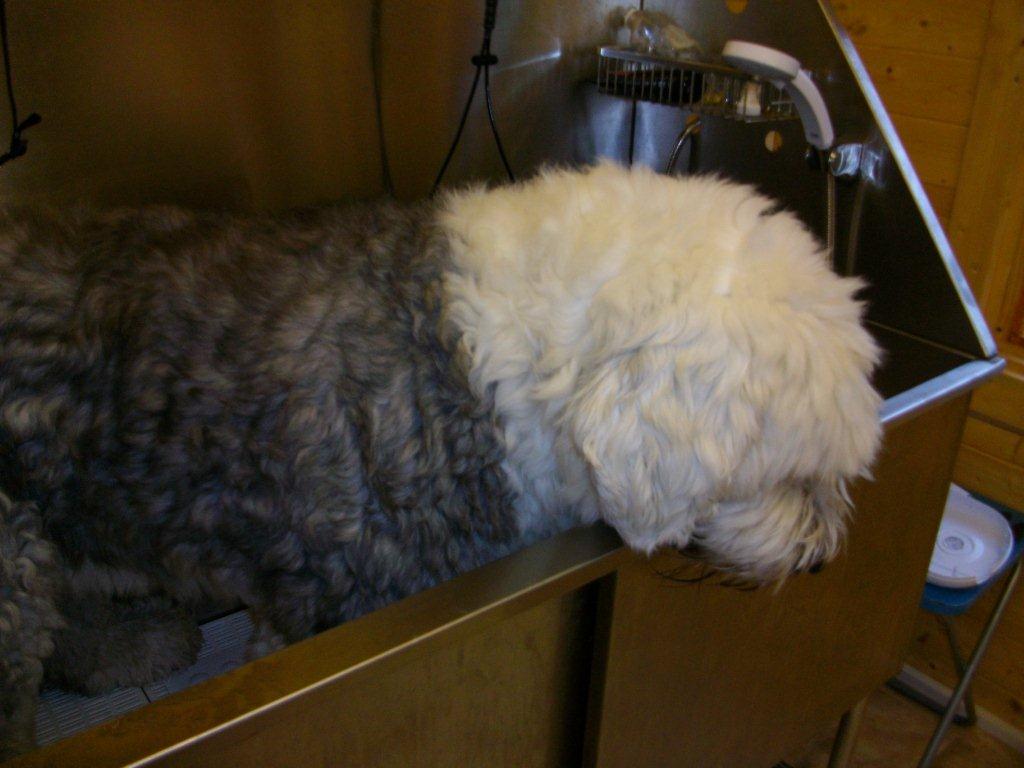 Grooming