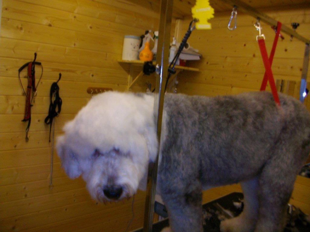 Grooming