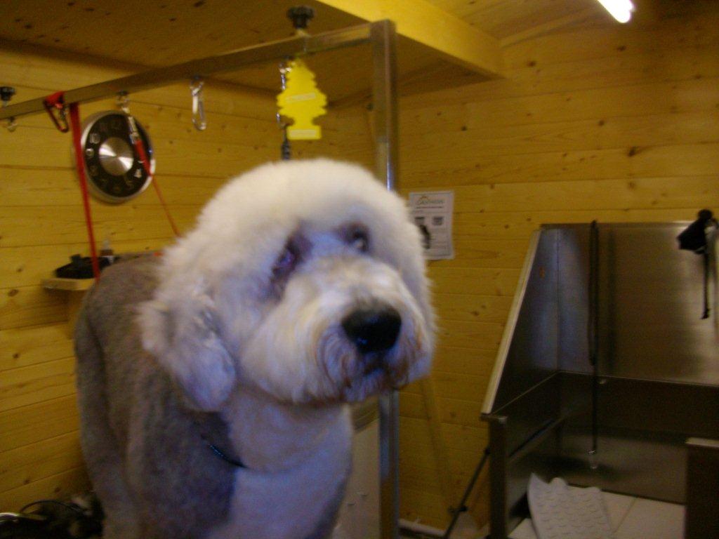 Grooming