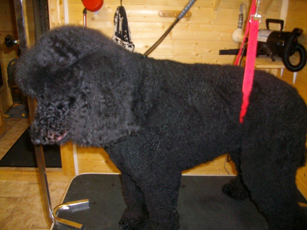 Grooming