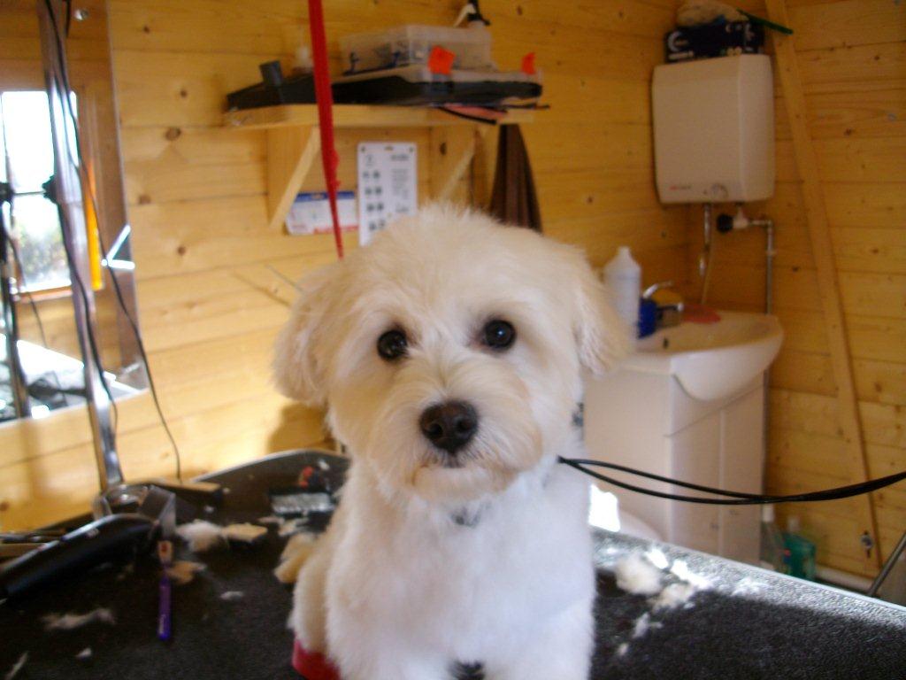 Grooming