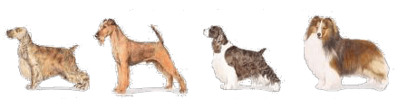 Medium Dogs Prices